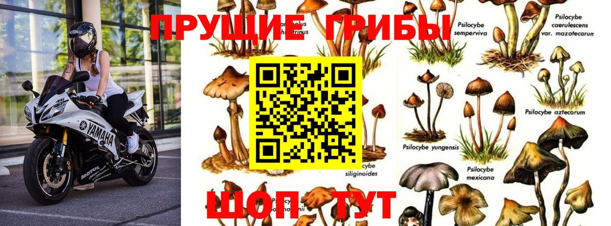 Чебоксары  Галлюциногенные грибы Psilocybine cubensis  Вход с VPN  закладка  Галлюциногенные грибы прущие грибы 